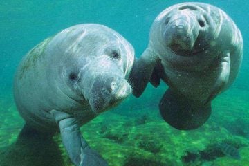  Manatee file photo. (Image: flickkerphotos via Flickr) 