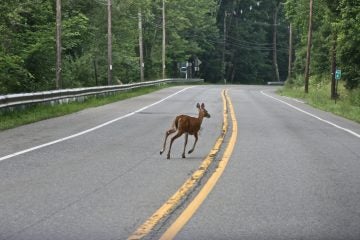  A deer crossing a New Jersey roadway in June 2009. (Image: Sheila Dee/sheiladeeisme via Flickr) 