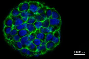 3D cellular morphology on day 8 (Image courtesy of Drexel University) 