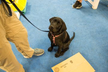 New trainee Rigo, 14 weeks old, sits and waits for instruction during training at the University of Pennsylvania PennVet Working Dog Center. (Emily Cohen for NewsWorks)