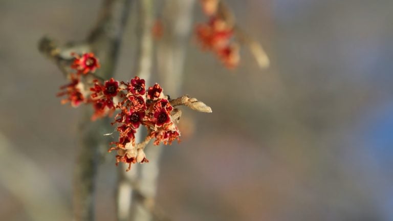Colorful and often fragrant witchhazels are some of the first harbingers of spring (Natavan Werbock/for NewsWorks)