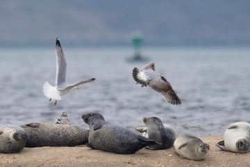 40c38284-4790-47bf-973a-b58428cce25c S is for seals and seagulls