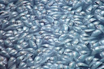  An August 2003 menhaden fish kill in Rhode Island. (Photo: eutrophication&hypoxia via Flickr) 