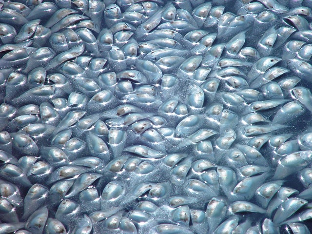  An August 2003 menhaden fish kill in Rhode Island. (Photo: eutrophication&hypoxia via Flickr) 