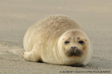 483261_597703433582506_1711535456_n