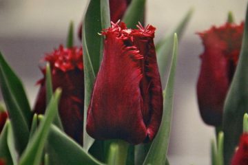 4tulip A new variety of tulip, as yet unnamed, will be unveiled at the Philadelphia Flower Show. (Emma Lee/WHYY)