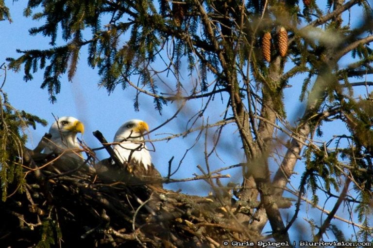  A bald eagle pair in a Jersey Shore nest. (Photo: Chris Spiegel/Blur Revision Media Design) 