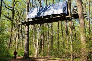  What's next for the stalled Wissahickon treetop proposal? (May 17): Kris Soffa looks up at the tree house that Outward Bound uses for zip line activities. The structure is found a few yards from the entrance on Wigard Avenue. (Bas Slabbers/for NewsWorks) 