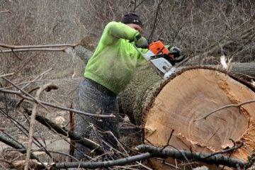 A parks and recreation worker breaks up a felled ash tree in Cobb's Creek Park. The department is trying to stay ahead of the invasion of the emerald ash borer by culling trees in some areas. (Emma Lee/WHYY)