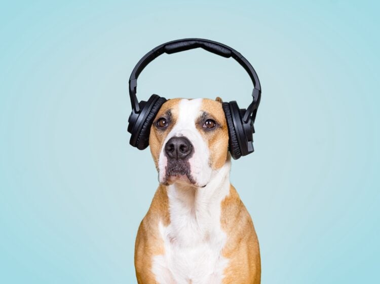 Dog in noise cancelling headphones. (Photoboyko/Bigstock)