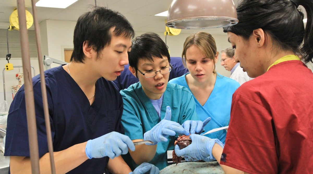 Frances Ding (second from left) and other first year medical students study the human heart. (Kimberly Paynter/WHYY)