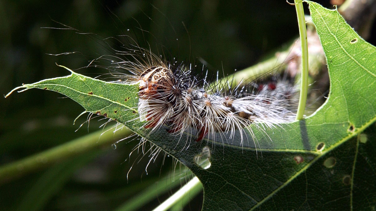  A gypsy moth caterpillar eats a leaf on a tree in Trenton, N.J. State officials say the gypsy moth population has been cut significantly. And damage to trees is less than half of what is was  in 2013, they said. (AP file photo/Mel Evans) 