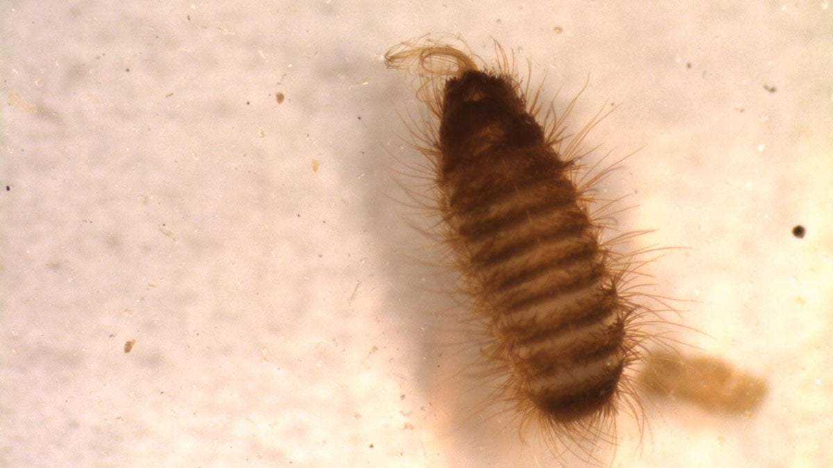  This photo released by U.S. Customs and Border Control shows a khapra beetle larva, found in a bag of dried beans at Atlanta Hartsfield-Jackson International Airport. Customs officers found live Khapra beetles twice in passenger bags in September at Philadelphia International Airport. (AP photo/U.S. Customs and Border Control) 