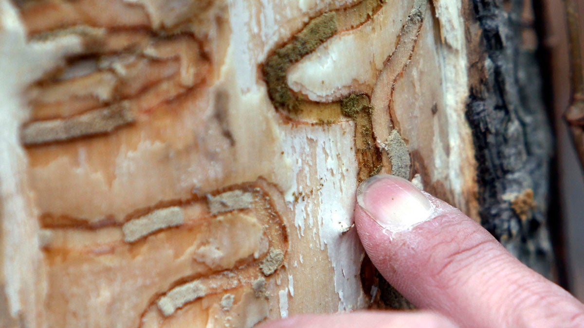  A New York State Department of Environmental Conservation forester points out the markings left from emerald ash borer larvae on an ash tree at Esopus Bend Nature Preserve in Saugerties, N.Y. (AP file photo) 