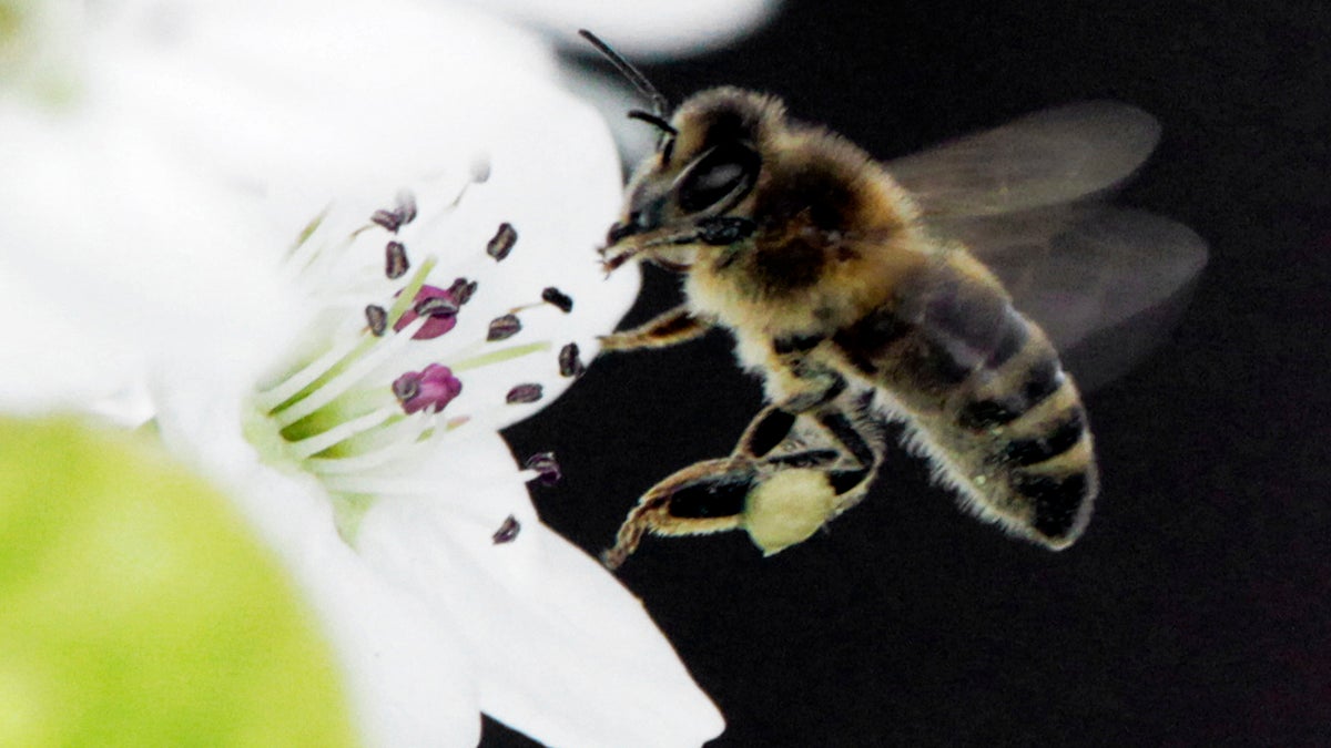  A honeybee collects nectar from a fruit tree. (AP file photo) 