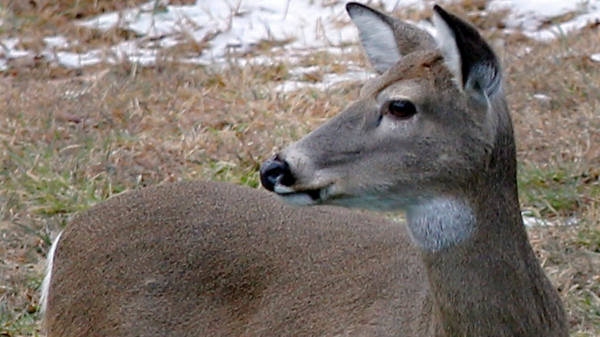  A whitetail deer looks around as it grazes in Zelienople, Pennsylvania. An estimated 750,000 hunters are expected to take to the woods as deer rifle hunting season opens Monday.  (AP file photo) 