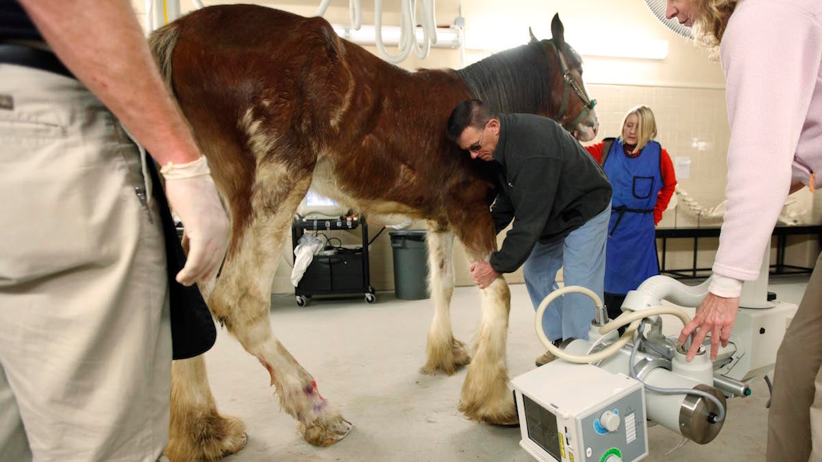 Chief of large animal surgery Dr. Dean Richardson examines a horse at the University of Pennsylvania's New Bolton Center for Large Animals in Kennett Square Pa. (Matt Rourke/AP Photo)