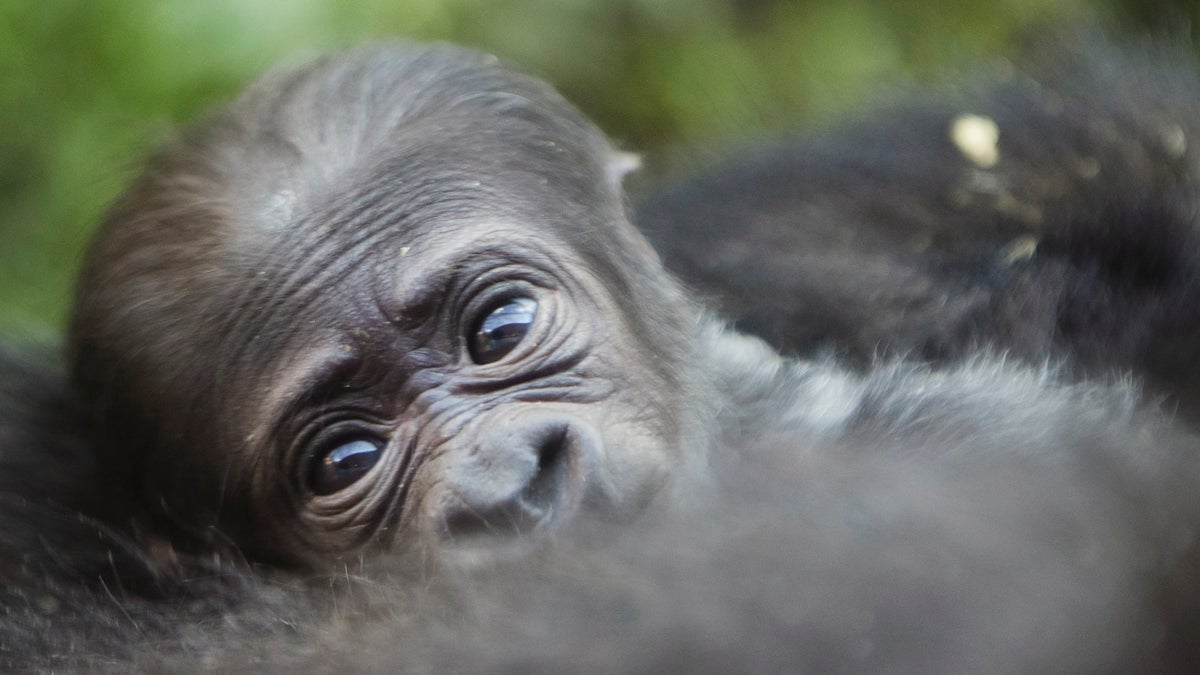 The baby western lowland gorilla at the Philadelphia Zoo will be called Amani