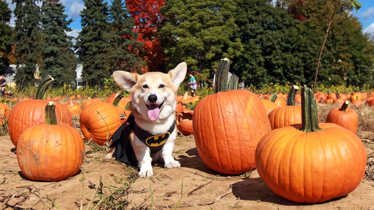  Marc Dalangin's  Welsh corgi, Wally, is dressed in a Batman costume at Conklin Farms in Montville, New Jersey. Wally's annual getup produces smiles among thousands of Facebook folllowers, and Conklin Farms supplies some of the pumpkins fueling a $7 million boost to the state's economy. (Marc Dalangin via AP) 
