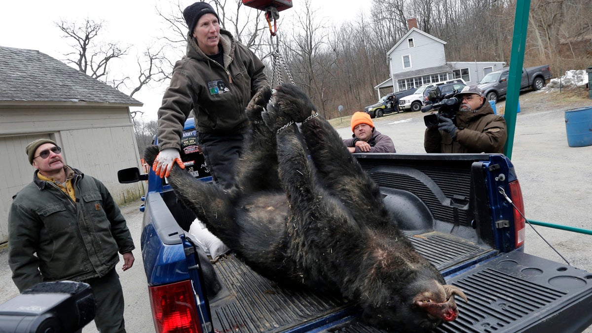  Kim Tinnes, with New Jersey's Division of Fish and Wildlife, weighs a bear brought to the Whittingham Wildlife Management Area for check-in on the first day of the last of New Jersey's five state-sponsored bear hunts in December 2014 in Fredon. (AP file photo) 