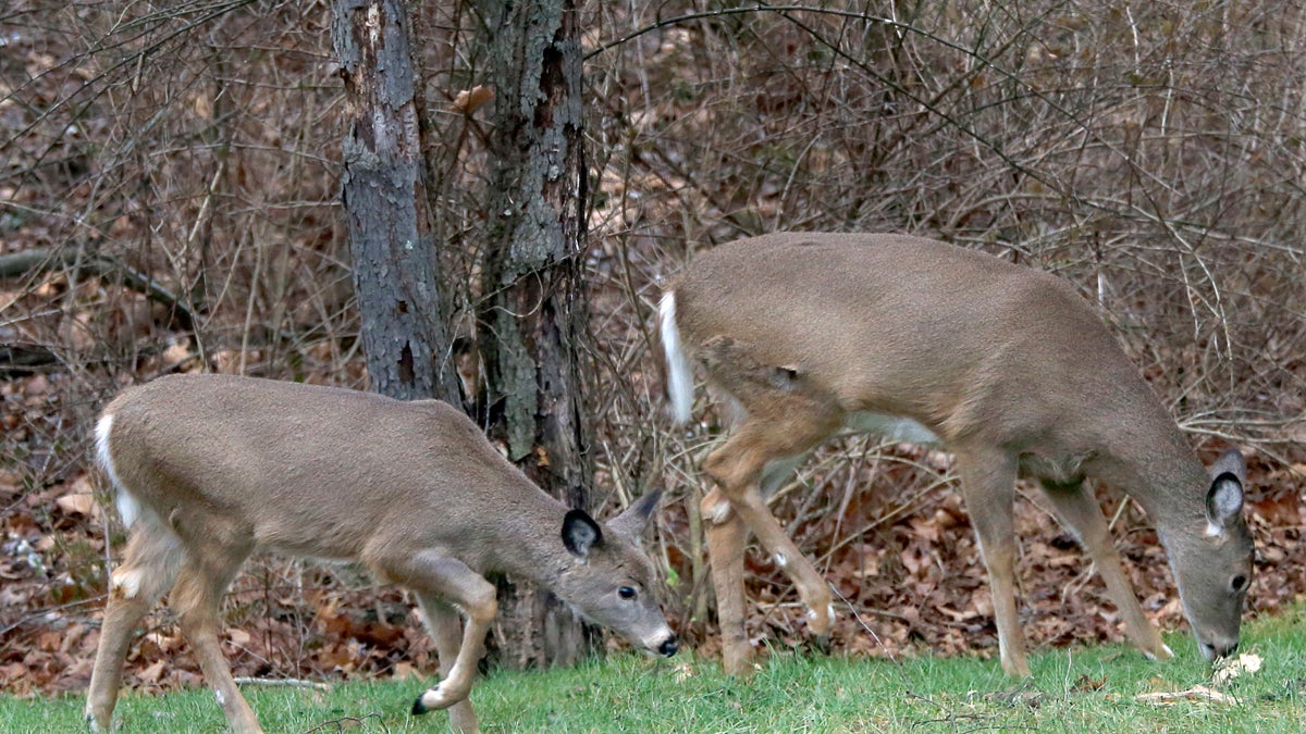  A pair of deer move along the edge of the woods during the first day of the 2014 Pennsylvania white-tailed deer hunting season with firearms in Zelienople. (AP file photo) 