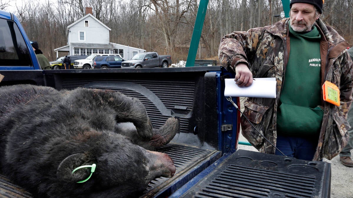  Mike Donahue of Stanhope, New Jersey, stands with a 346-pound male bear that he killed as he waits at the Whittingham Wildlife Management Area for check-in during last year's bear  hunt.(AP file photo) 