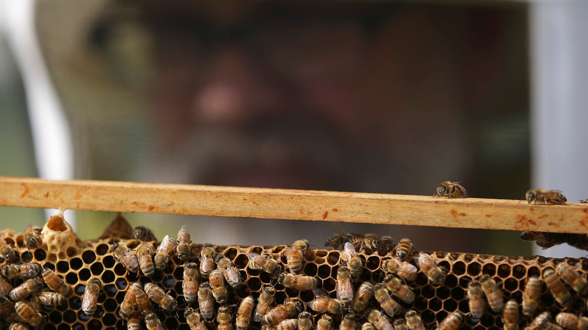 A volunteer checks honey bee hives for queen activity and performs routine maintenance. (John Minchillo/AP Photo)