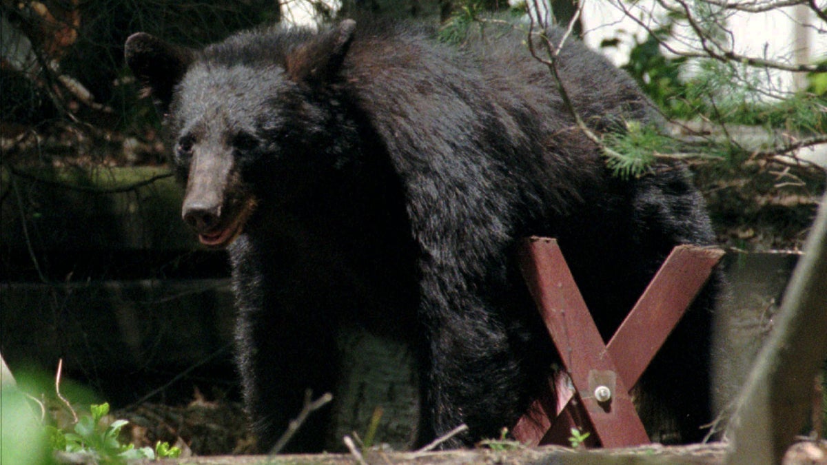  A 200-pound black bear roams near a picnic bench in the wooded back yard of a home in Mountainside, N.J., in this file photo (Mike Derer/AP photo) 