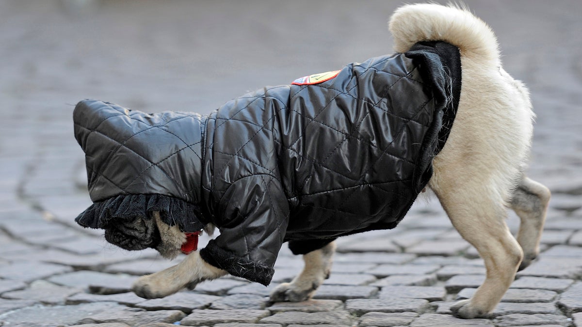 A warm covered pug dog strolls on a street (Martin Meissner/AP Photo)