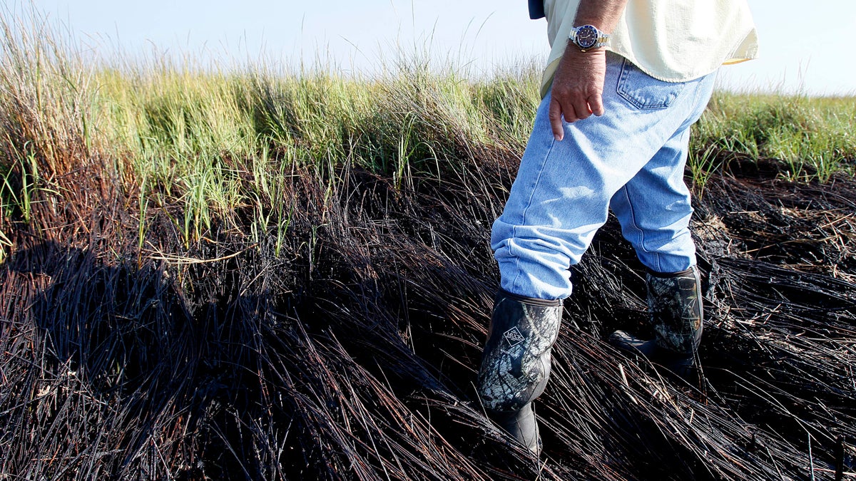  In this Oct. 14, 2010 picture, Plaquemines Parish coastal zone director P.J. Hahn walks through oiled marsh grass in Bay Jimmy near the Louisiana coast. Six months after the rig explosion that led to the largest offshore oil spill in U.S. history, damage to the Gulf of Mexico can be measured more in increments than extinctions, say scientists polled by The Associated Press. There is no comprehensive calculation for how much marshland was oiled, but estimates range from less than a square mile to just a handful of square miles (Patrick Semansky/AP Photo)  