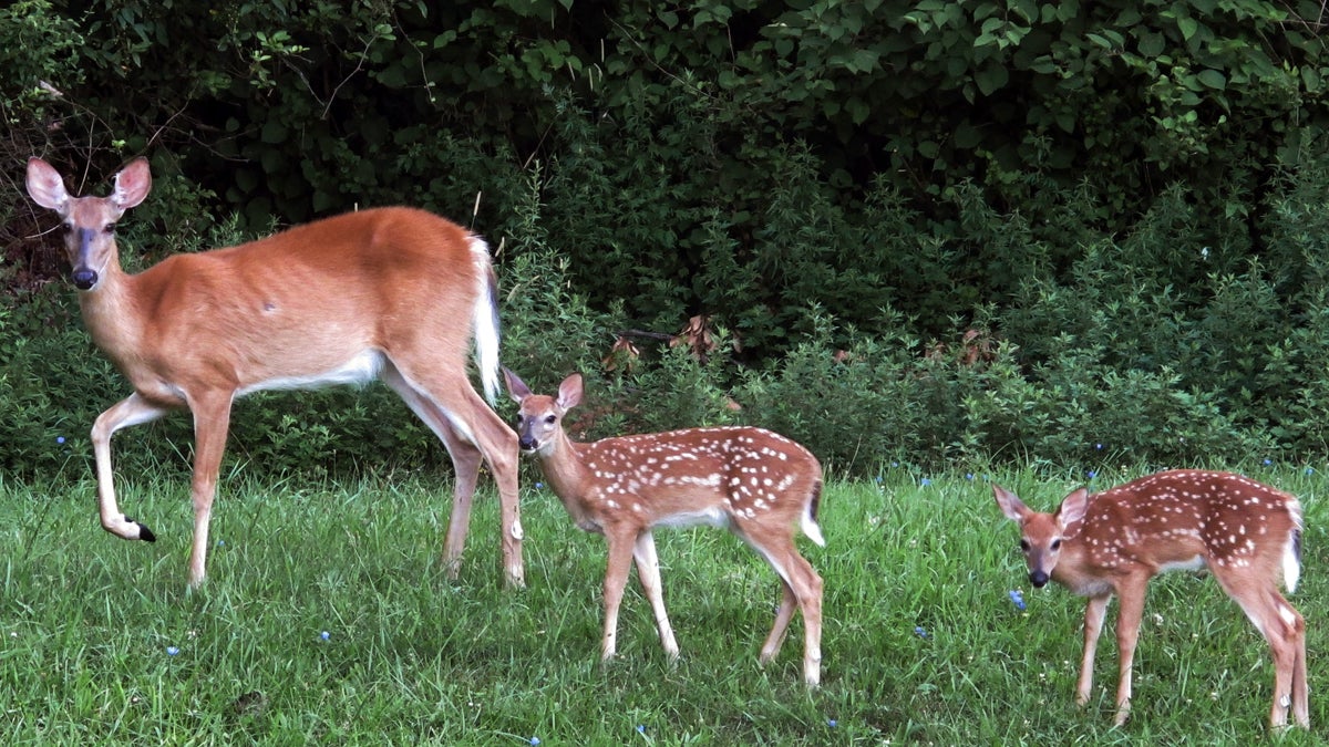  It's the peak of the deer mating season in the Garden State and drivers should be on the lookout (Jim Fitzgerald/AP Photo, file) 