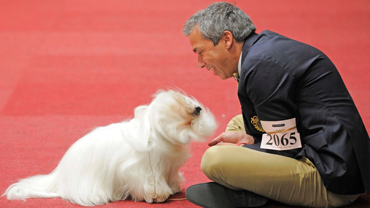  Mark Hanson of Denmark plays with his moving Coton de Tulear dog 'Queen Moud' during the International pedigree dog and purebred cat exhibition in Erfurt, central Germany, Sunday, June 16, 2013. (Jens Meyer/AP Photo) 