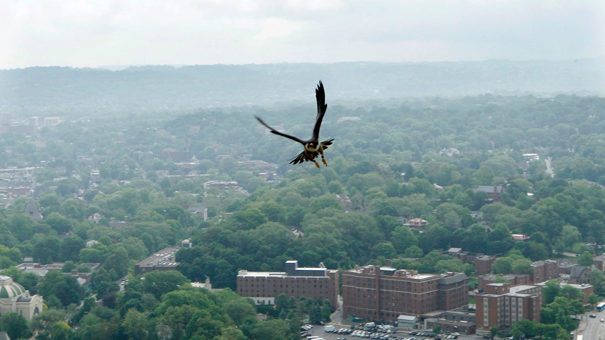  A female peregrine falcon flies over the Oakland section of Pittsburgh in this May, 2011 photo. Officers from the Pennsylvania Game Commission gathered the falcon's chicks to give them a check up, apply bands to their legs, and then return them to the nest, which is located on the 40th floor of the University of Pittsburgh's Cathedral of Learning. The peregrine falcon is listed on Pennsylvania endangered species, and the program monitoring the birds nesting has been in effect since 2002. (Keith Srakocic/AP Photo, file) 