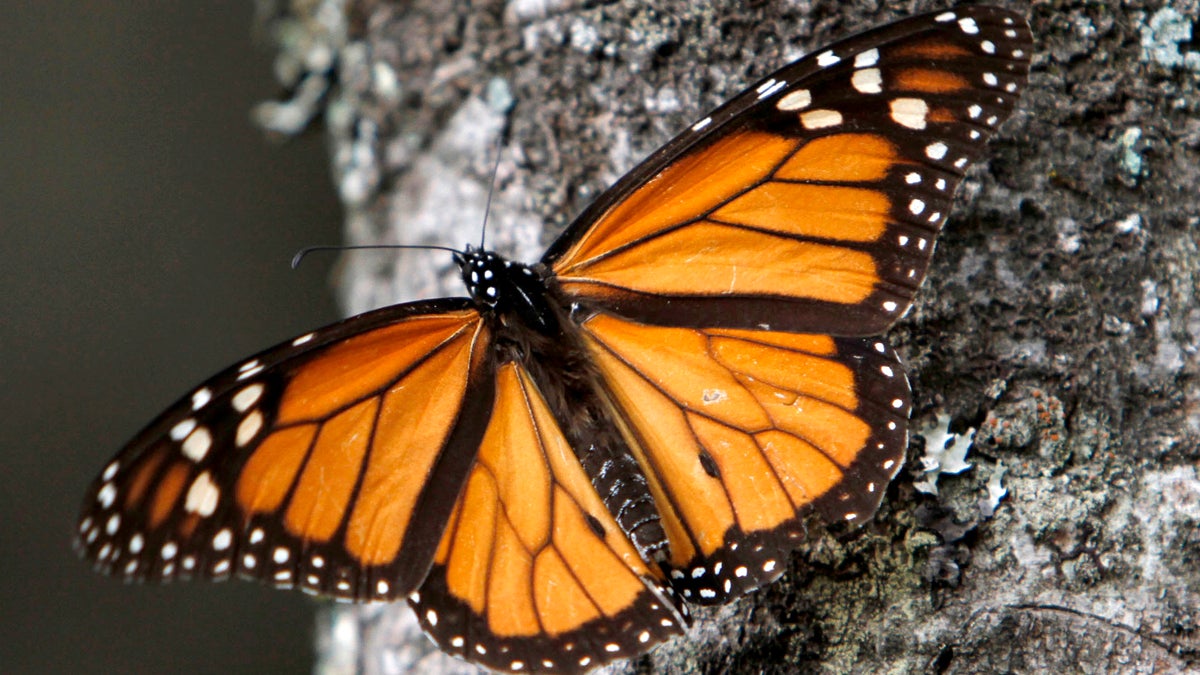  Dec. 9, 2011 file photo of a Monarch butterfly. (Marco Ugarte/AP Photo, file) 