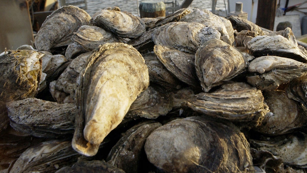 Delaware Bay oysters (Mary Godleski/AP Photo) 