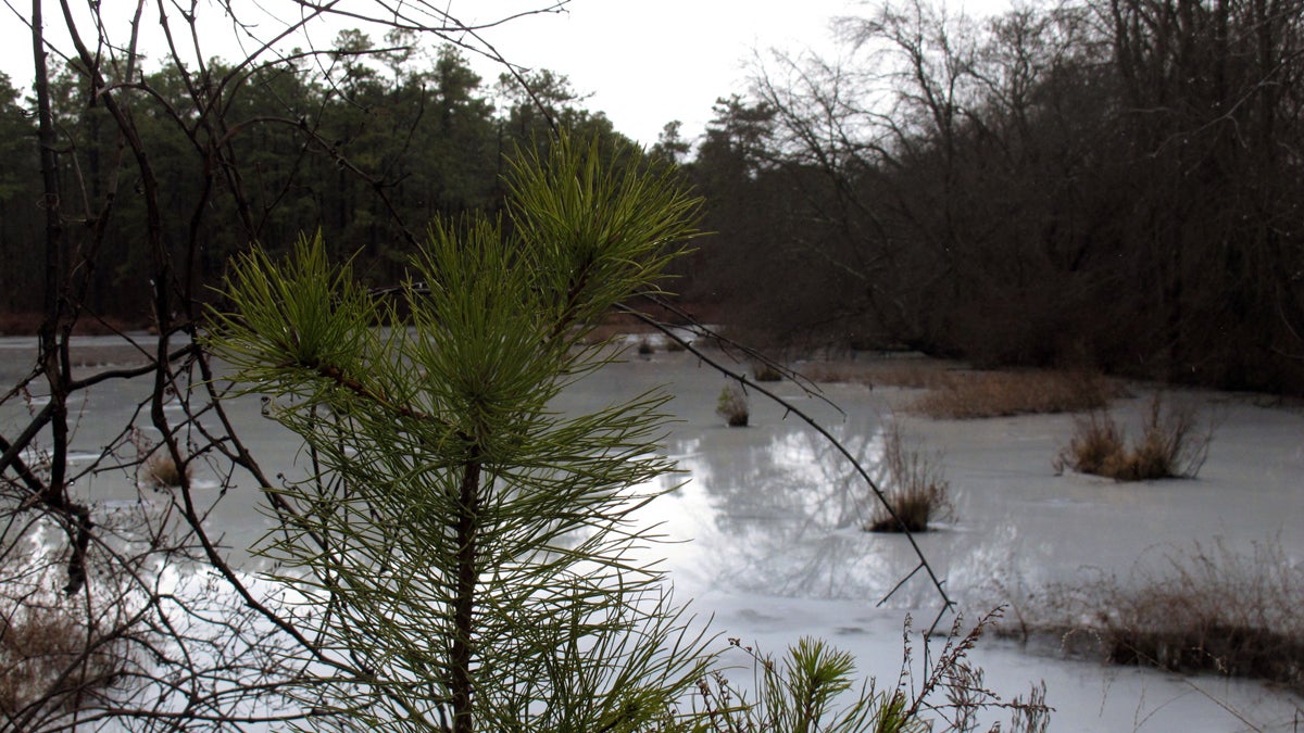  A frozen lake in New Jersey's Pinelands. (AP Photo/Wayne Parry) 