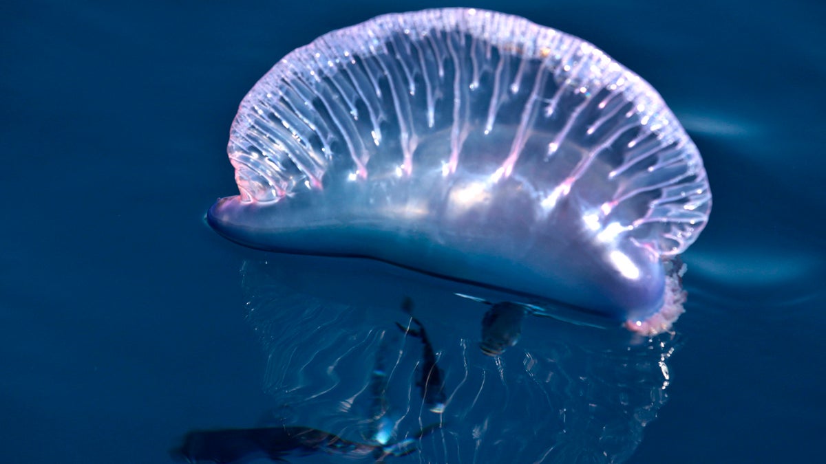  Fish are seen swimming underneath a Portuguese man-of-war in the Gulf of Mexico, about 35 miles off the coast of Louisiana. (Gerald Herbert/AP Photo) 