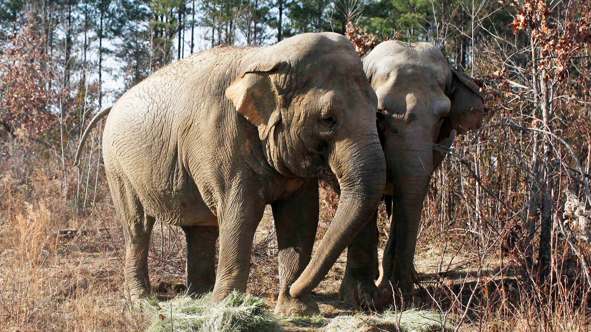  This Dec. 22, 2010, photo shows elephants Dulary and Misty at the Elephant Sanctuary in Hohenwald, Tenn. (Josh Anderson/AP Photo, file) 