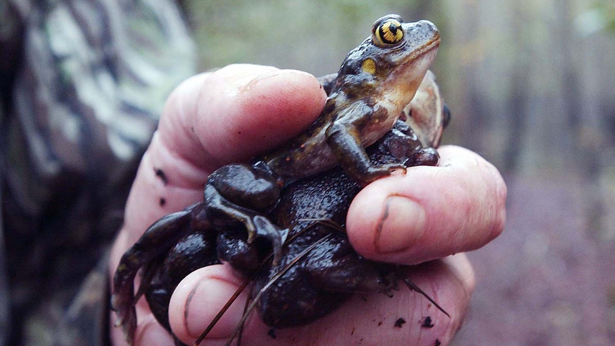  Researcher David Scott holds a handful of spadefoot toads from a collection bucket at Rainbow Bay, Friday, April 1, 2005, at Savannah River Ecology Lab in New Ellenton, S.C. (Mary Ann Chastain/AP Photo) 