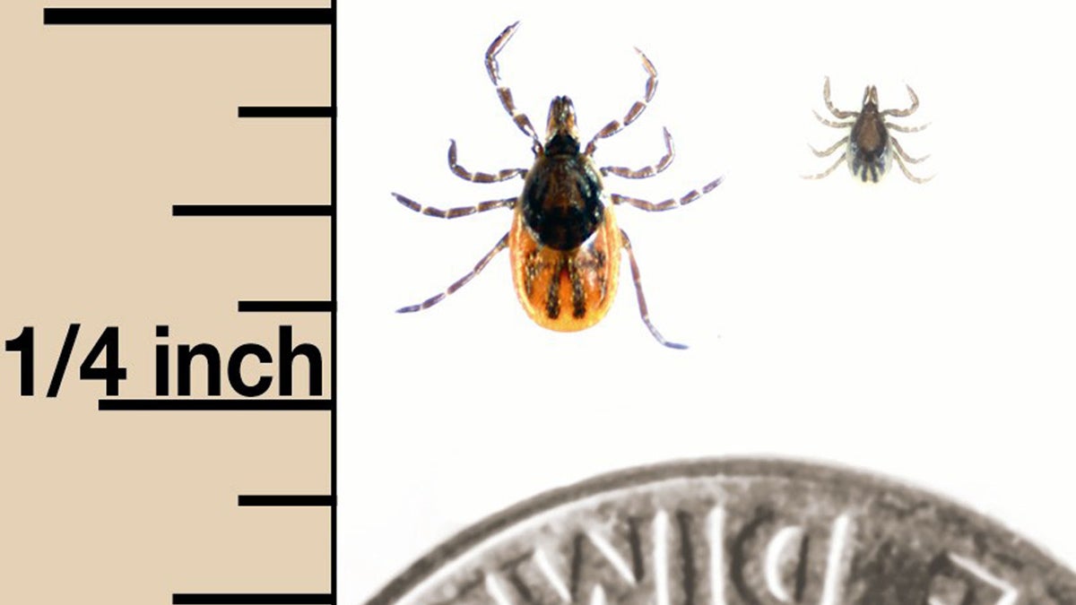  Ixodes scapularis (deer tick) adult female on left, nymph on right. (Photo courtesy of Centers for Disease Control and Prevention, Marc C. Dolan, senior research biologist/PRNewsFoto/DEET Education Program) 