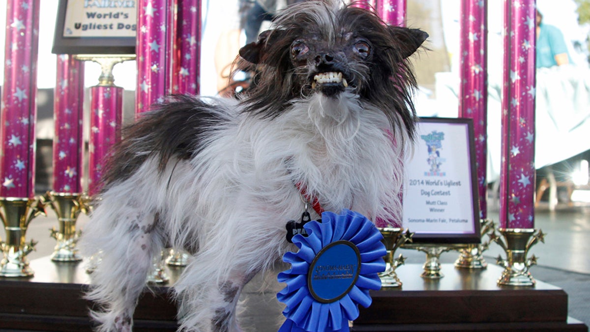  Peanut, a two-year-old mutt poses in front of the winning trophies, after winning the World's Ugliest Dog Contest, at the Sonoma-Marin Fair, Friday, June 20, 2014, in Petaluma, Calif. Peanut is from North Carolina. (George Nikitin/AP Photo) 