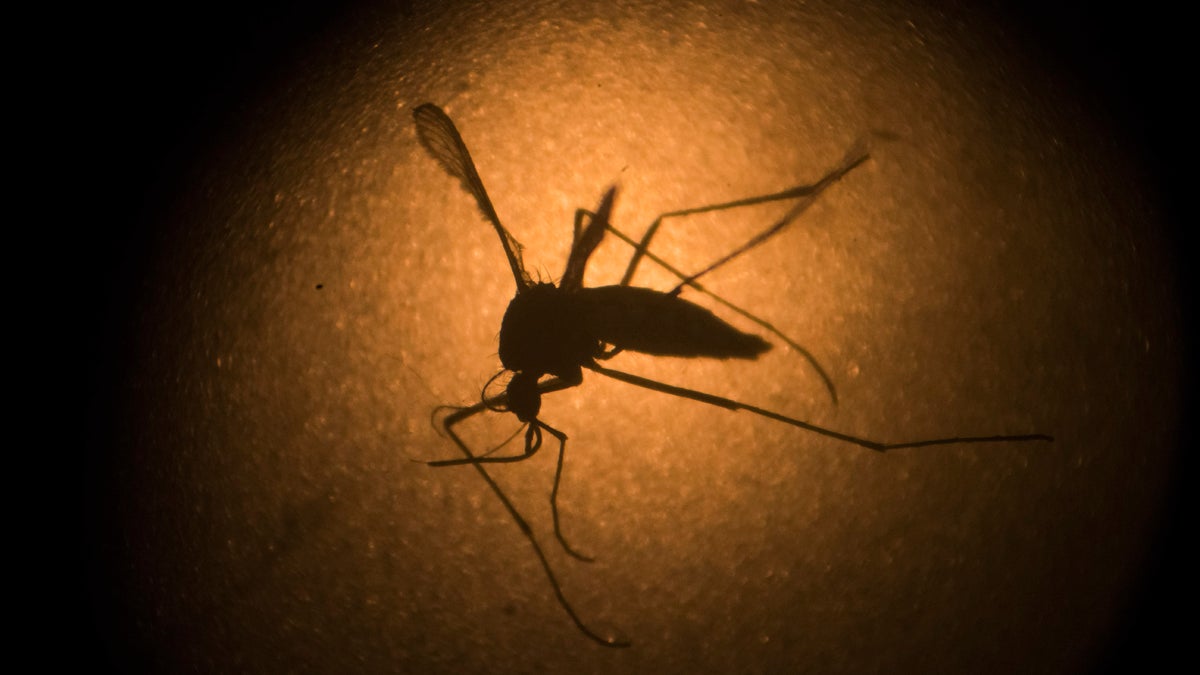  An Aedes aegypti   mosquito is photographed through a microscope at the Fiocruz institute in Recife, Pernambuco state, Brazil. The mosquito behind the Zika virus seems to operate like a heat-driven missile of disease. Scientists say the hotter it gets, the better the mosquito that carries Zika virus is at transmitting a variety of dangerous illnesses. (Felipe Dana/AP Photo, File)  