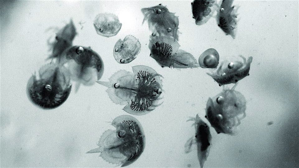  Researchers allowed eggs to hatch in the lab, then planted the tiny crabs along the mud of the Cape May Canal. / Photo via The Wetlands Institute, on Facebook 