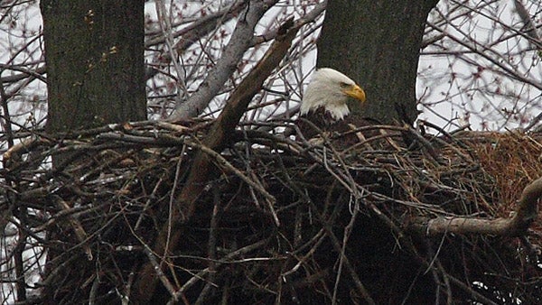  A bald eagle nests at John Heinz Wildlife Refuge. (Photo courtesy of Bill Buchanan for the U.S. Fish and Wildlife Service) 