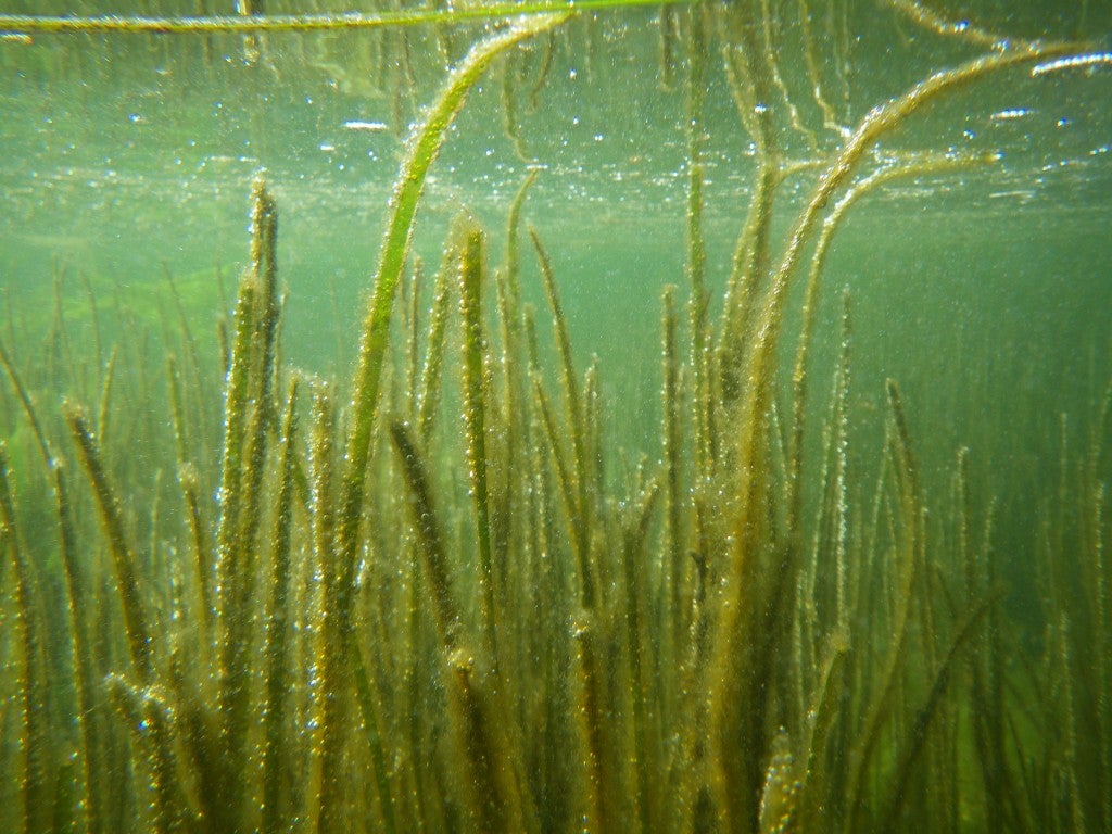  Barnegat Bay seagrass. (Image: Gina Petruzzelli) 