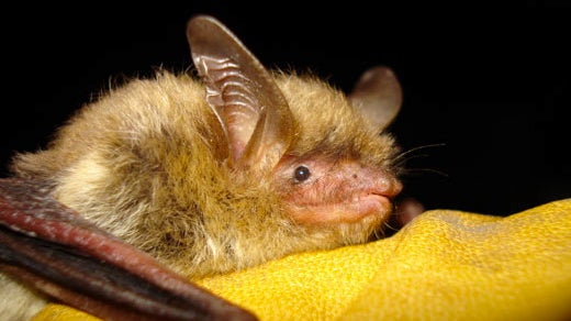  This file photo provided by the Wisconsin Department of Natural Resources shows a northern long-eared bat. (AP Photo/Wisconsin Department of Natural Resources) 