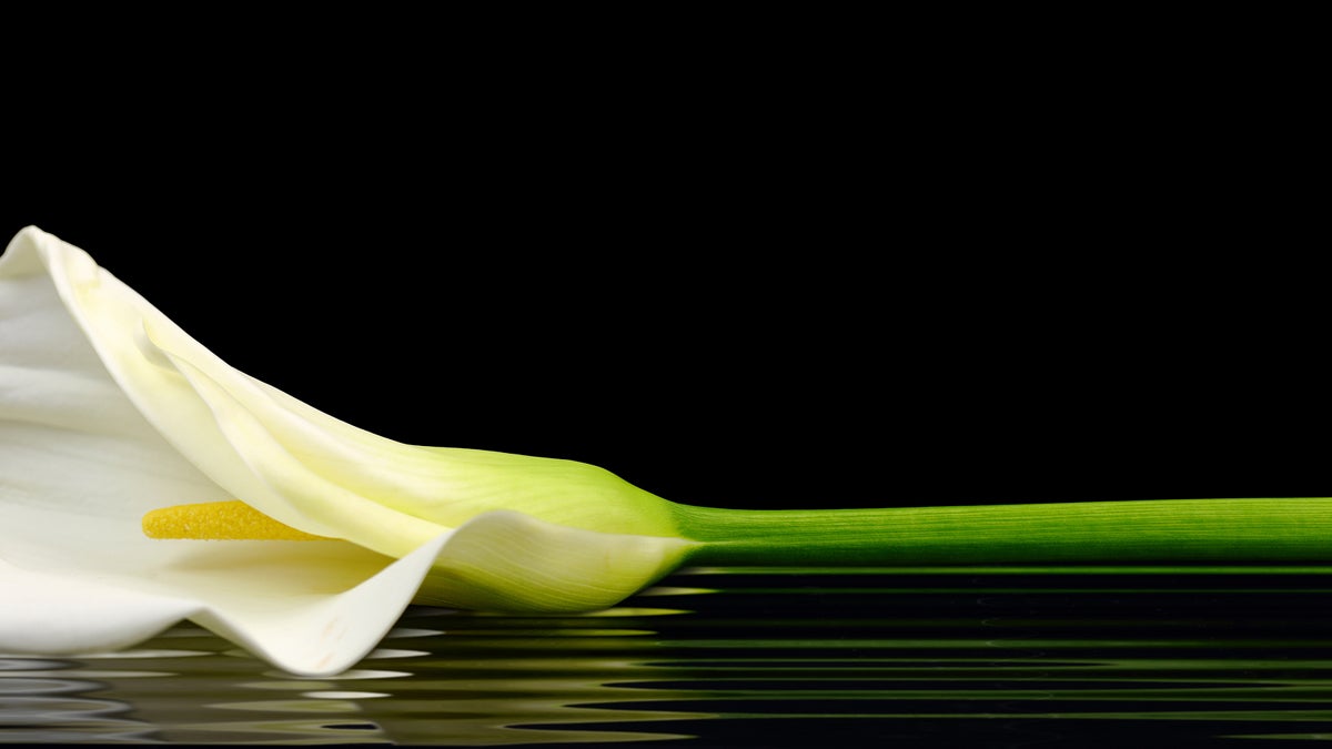 (<a href='http://www.bigstockphoto.com/image-62241494/stock-photo-beautiful-white-calla-lily-reflected-in-water'>Big Stock Photo</a>)