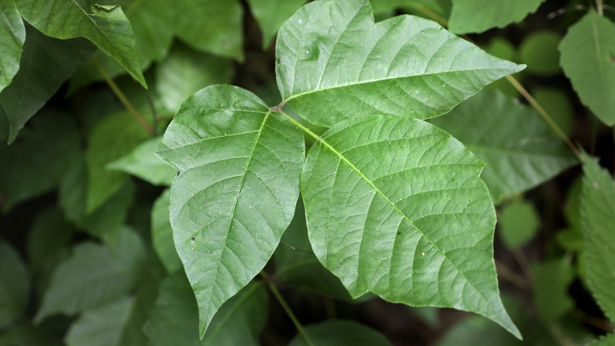 (<a href='http://www.bigstockphoto.com/image-7908084/stock-photo-poison-ivy'>Bigstock Photo</a>)