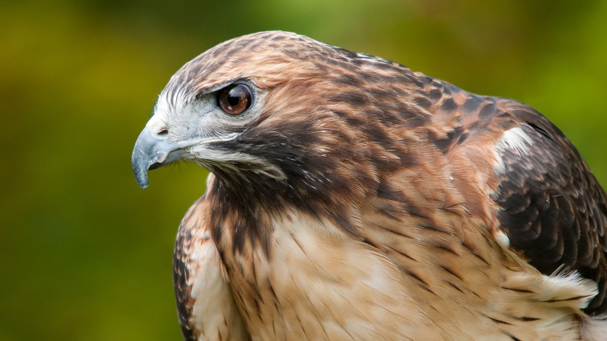 Red-tailed hawk (BigStock)