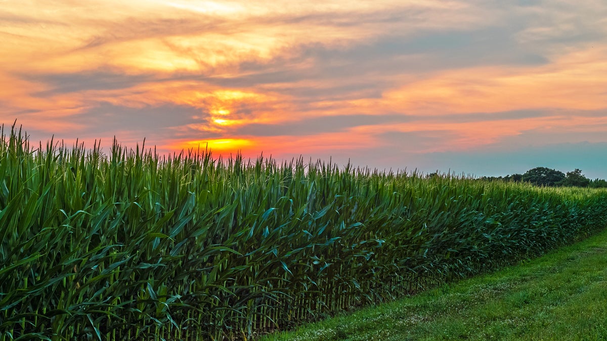 The sun sets over a cornfield in Central New Jersey. (Bigstock/andykazie)